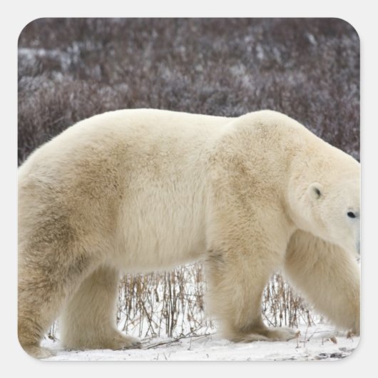 Polar Beer Ursus maritimus) in Churchill Vierkante Sticker (Voorkant)