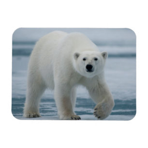 Polar Beer, Ursus Maritimus, Volwassenen Magneet