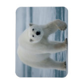 Polar Beer, Ursus Maritimus, Volwassenen Magneet (Verticaal)