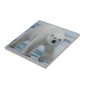 Polar Beer, Ursus Maritimus, Volwassenen Tegeltje (Zijkant)