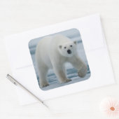 Polar Beer, Ursus Maritimus, Volwassenen Vierkante Sticker (Envelop)