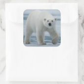 Polar Beer, Ursus Maritimus, Volwassenen Vierkante Sticker (Tas)