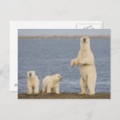 Polar beer welpen en hun moeder briefkaart (Voorkant / Achterkant)