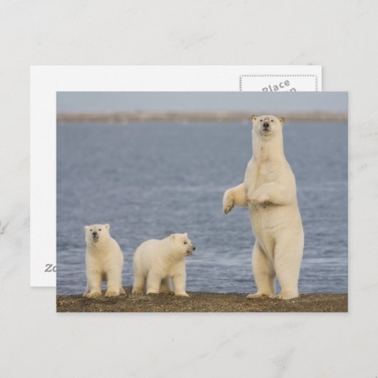 Polar beer welpen en hun moeder briefkaart (Voorkant / Achterkant)