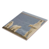 Polar beer welpen en hun moeder tegeltje (Zijkant)