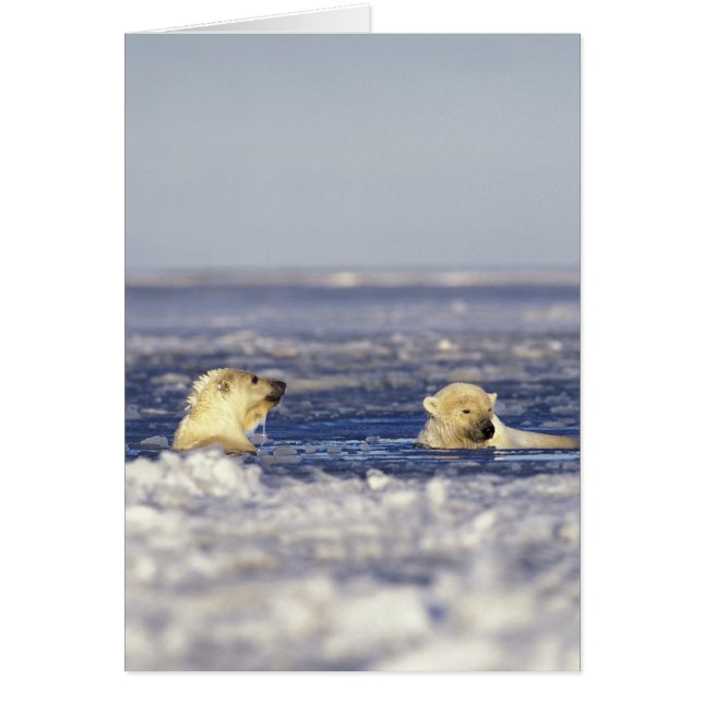 Polar beer welpen spelen (Voorkant)