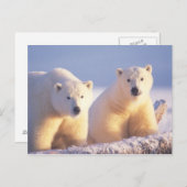 Polar beer zeug met welp op pakijs briefkaart (Voorkant / Achterkant)