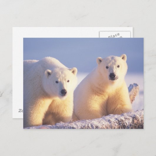 Polar beer zeug met welp op pakijs briefkaart (Voorkant / Achterkant)