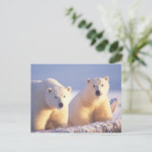 Polar beer zeug met welp op pakijs briefkaart (Staand voorkant)
