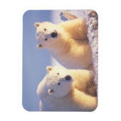 Polar beer zeug met welp op pakijs magneet (Verticaal)