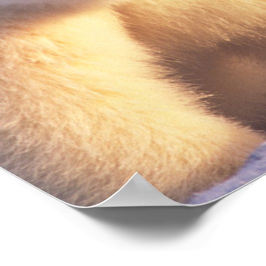 Polar beer zeug met welp op pakijs poster (Hoek)