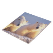 Polar beer zeug met welp op pakijs tegeltje (Zijkant)