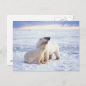 Polar beer zeug met welp, pack briefkaart (Voorkant / Achterkant)