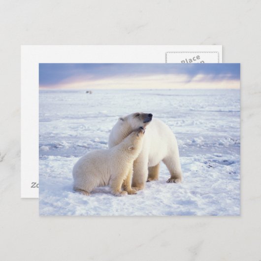 Polar beer zeug met welp, pack briefkaart (Voorkant / Achterkant)