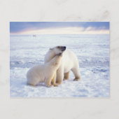 Polar beer zeug met welp, pack briefkaart (Voorkant)