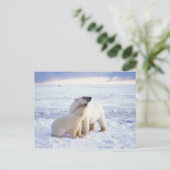 Polar beer zeug met welp, pack briefkaart (Staand voorkant)
