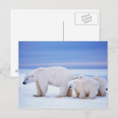 Polar beer zeug met welpen briefkaart (Voorkant / Achterkant)