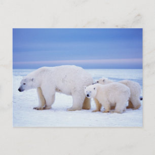 Polar beer zeug met welpen briefkaart
