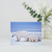 Polar beer zeug met welpen briefkaart (Staand voorkant)