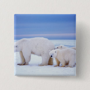 Polar beer zeug met welpen vierkante button 5,1 cm