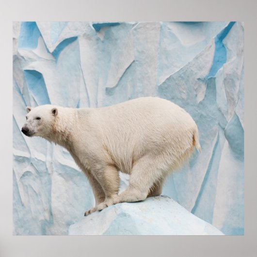 Polar Beer: Zoo Habitat Glimpse Poster (Voorkant)