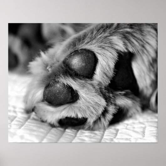 Polar Paws Golden Retriever Dog Poster (Voorkant)