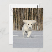 Polar Puppy Briefkaart (Voorkant / Achterkant)