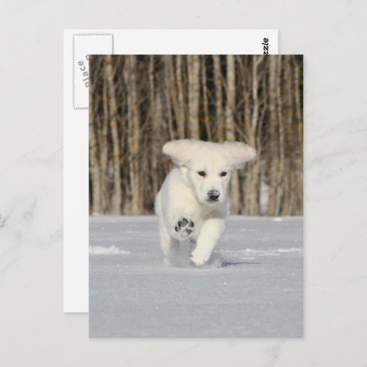 Polar Puppy Briefkaart (Voorkant / Achterkant)