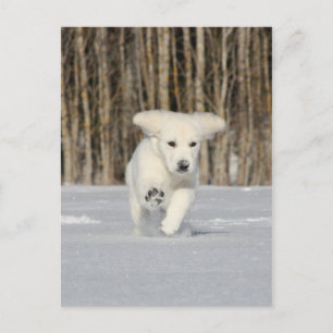 Polar Puppy Briefkaart
