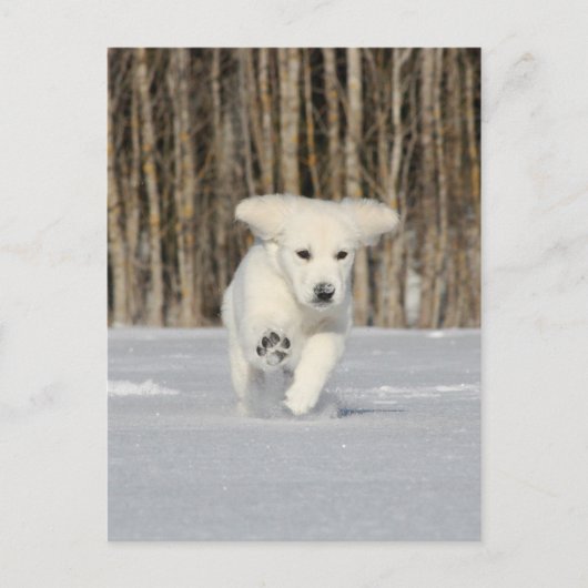 Polar Puppy Briefkaart (Voorkant)