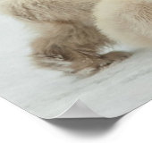 Polar zij-beer met kubussen poster (Hoek)