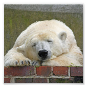 PolarBear20150501 Foto Afdruk