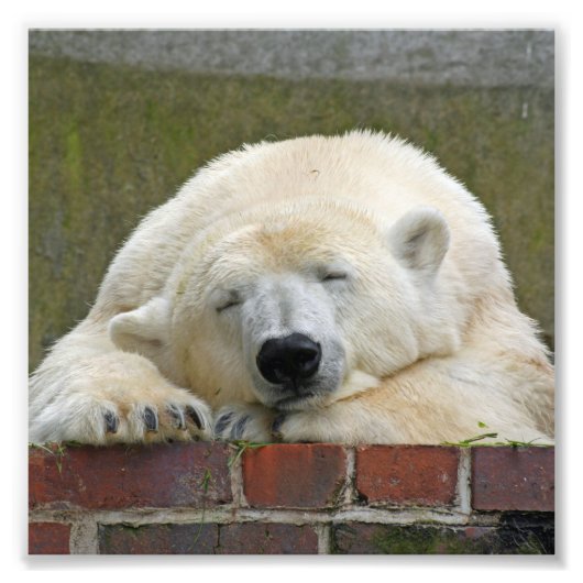 PolarBear20150501 Foto Afdruk (Voorkant)