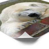 PolarBear20150501 Foto Afdruk (Hoek)
