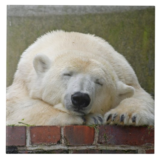 PolarBear 001 Tegeltje (Voorkant)