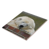 PolarBear 001 Tegeltje (Zijkant)