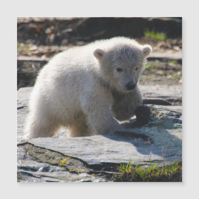 PolarBear_20190302_by_JAMFoto (Voorkant)