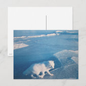 Polarfuchs- Postkarte Briefkaart (Voorkant / Achterkant)