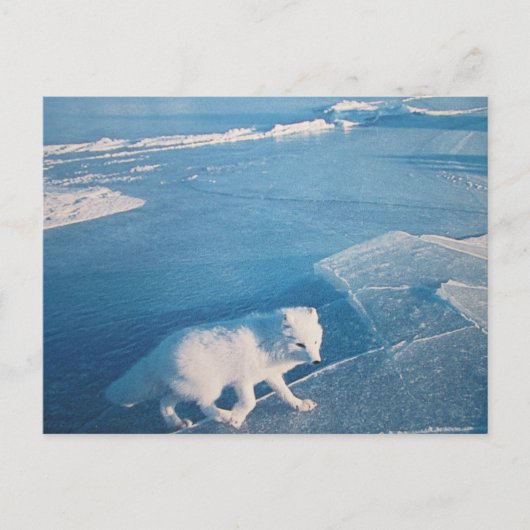 Polarfuchs- Postkarte Briefkaart (Voorkant)