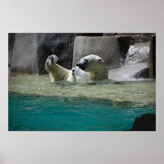 Polars Beren Poster (Voorkant)