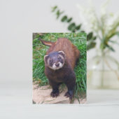 Polecat Briefkaart (Staand voorkant)
