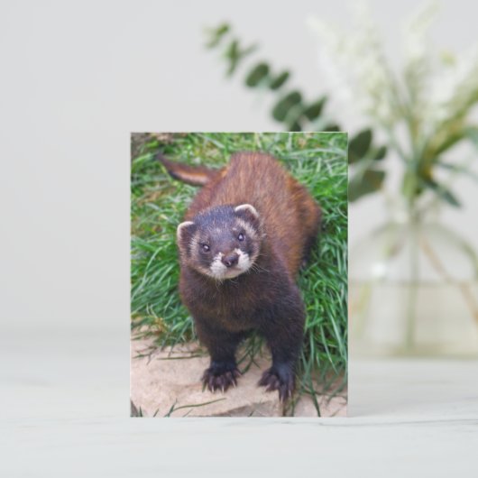 Polecat Briefkaart (Staand voorkant)
