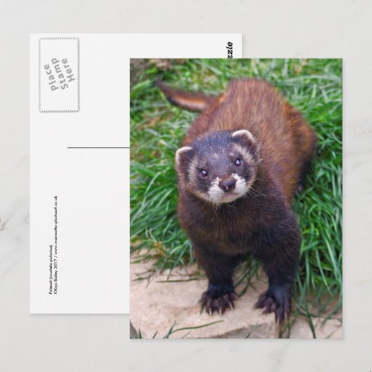 Polecat Briefkaart (Voorkant / Achterkant)