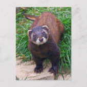 Polecat Briefkaart (Voorkant)