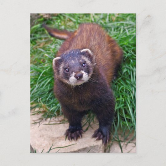 Polecat Briefkaart (Voorkant)