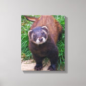 Polecat Verpakt Canvas Afdruk (Voorkant)