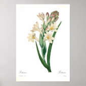 Polianthes tuberosa poster (Voorkant)