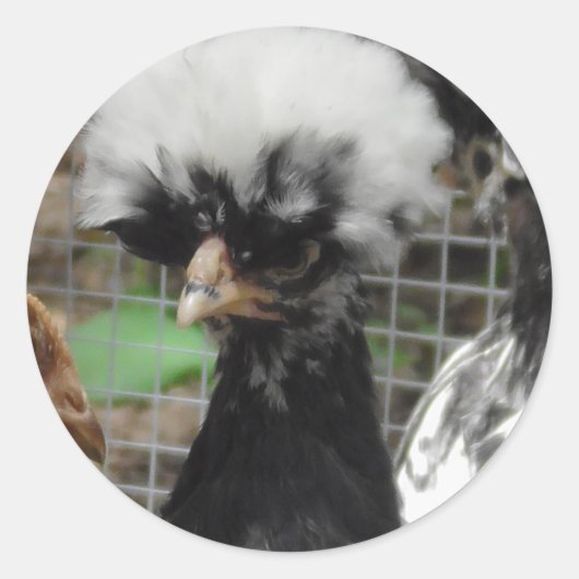 Polish Chicken Foto Ronde Sticker (Voorkant)