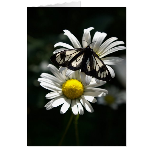 Politieauto Moth en Oxeye Daisies (Voorkant)