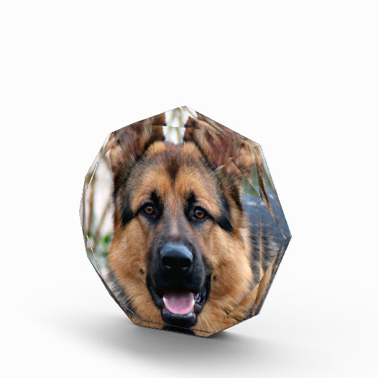 Politiehond Fotoblokken (Rechts)